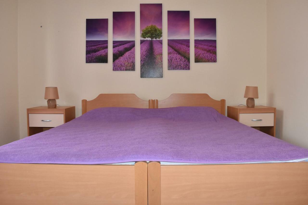 Lavandula *